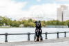 Zdjęcie №4. Sprzedam pies nierasowy w Москва. ze schronu - cena - Bezpłatny