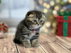 Zdjęcie №1. scottish fold - na sprzedaż w Nowy Jork | 1109zł | Zapowiedź № 100497