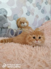 Zdjęcie №2 do zapowiedźy № 21802 na sprzedaż  kot brytyjski długowłosy - wkupić się Federacja Rosyjska od żłobka