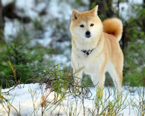 Zdjęcie №1. akita (rasa psa) - na sprzedaż w Речица | Negocjowane | Zapowiedź № 5265