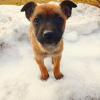 Zdjęcie №2 do zapowiedźy № 9335 na sprzedaż  pies nierasowy - wkupić się Kazachstan prywatne ogłoszenie