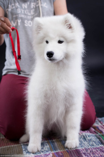 Dodatkowe zdjęcia: Samoyed. Hodowla dziewczyn