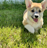 Dodatkowe zdjęcia: Szczenięta Pembroke Welsh Corgi