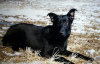 Zdjęcie №2 do zapowiedźy № 7929 na sprzedaż  pies nierasowy - wkupić się Federacja Rosyjska prywatne ogłoszenie