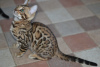 Zdjęcie №2 do zapowiedźy № 5107 na sprzedaż  kot bengalski - wkupić się Białoruś od żłobka, hodowca
