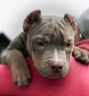 Dodatkowe zdjęcia: American Bully Puppies