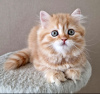 Zdjęcie №1. scottish fold - na sprzedaż w Perm | 1031zł | Zapowiedź № 103691