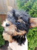 Zdjęcie №2 do zapowiedźy № 105640 na sprzedaż  yorkshire terrier biewer, yorkshire terrier - wkupić się Estonia prywatne ogłoszenie, od żłobka, hodowca