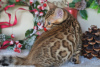Zdjęcie №1. kot bengalski - na sprzedaż w Mińsk | Bezpłatny | Zapowiedź № 17929