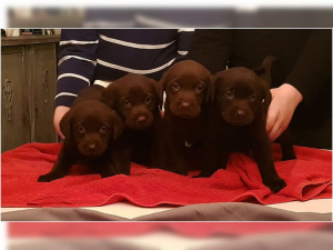 Zdjęcie №3. Labrador retriever szczeniak czekoladowy brązowy z dokumentami Psy rodzinne. Niemcy