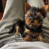 Zdjęcie №1. yorkshire terrier - na sprzedaż w Tampere | negocjowane | Zapowiedź №85305