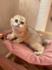 Zdjęcie №3. złoty kot. Federacja Rosyjska