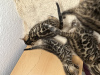 Dodatkowe zdjęcia: Wspaniałe kocięta bengalskie Şık bengalski yavru kedileri