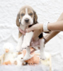 Zdjęcie №2 do zapowiedźy № 99469 na sprzedaż  beagle (rasa psa) - wkupić się Niemcy prywatne ogłoszenie, od żłobka, ze schronu