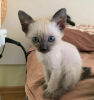 Zdjęcie №2 do zapowiedźy № 71721 na sprzedaż  kot syjamski - wkupić się Australia prywatne ogłoszenie, hodowca