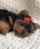 Zdjęcie №1. yorkshire terrier - na sprzedaż w Gothenburg | negocjowane | Zapowiedź №97357