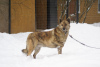 Zdjęcie №2 do zapowiedźy № 91908 na sprzedaż  pies nierasowy - wkupić się Federacja Rosyjska prywatne ogłoszenie