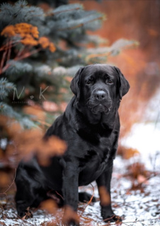 Zdjęcie №4. Sprzedam labrador retriever w Kirov. hodowca - cena - 3048zł