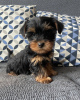 Zdjęcie №4. Sprzedam yorkshire terrier w Berlin. prywatne ogłoszenie - cena - 13zł