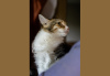 Zdjęcie №3. Kot trójkolorowy Zlata w prezencie. Białoruś