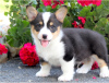 Zdjęcie №2 do zapowiedźy № 124797 na sprzedaż  welsh corgi - wkupić się Austria 