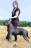 Zdjęcie №2 do zapowiedźy № 91607 na sprzedaż  cane corso - wkupić się Serbia 