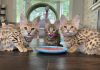 Zdjęcie №3. Красивые котята Serval i F1 Savannah доступны для покупки. Łotwa