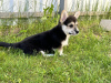 Zdjęcie №2 do zapowiedźy № 103888 na sprzedaż  welsh corgi - wkupić się Włochy prywatne ogłoszenie