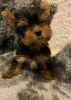 Zdjęcie №1. yorkshire terrier - na sprzedaż w Штутгарт | 2093zł | Zapowiedź №125166