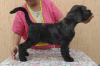 Zdjęcie №3. Szczenięta Black Russian Terrier. Federacja Rosyjska