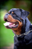 Dodatkowe zdjęcia: Rottweiler, najlepsze szczenięta