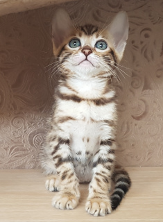 Zdjęcie №4. Sprzedam kot bengalski w Orenburg. od żłobka - cena - negocjowane