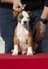 Dodatkowe zdjęcia: Szczenięta American Staffordshire Terrier pochodzenia międzynarodowego