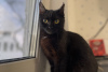 Zdjęcie №3. Czarna kotka Shelly w prezencie dla dobrych serc!. Białoruś