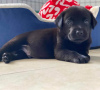 Zdjęcie №1. labrador retriever - na sprzedaż w Hurstville | 1188zł | Zapowiedź №120850