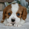 Zdjęcie №2 do zapowiedźy № 45808 na sprzedaż  cavalier king charles spaniel - wkupić się USA prywatne ogłoszenie