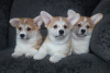 Zdjęcie №2 do zapowiedźy № 95666 na sprzedaż  welsh corgi - wkupić się Białoruś od żłobka