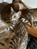 Zdjęcie №1. kot bengalski - na sprzedaż w Heidelberg | 990zł | Zapowiedź № 97986
