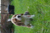 Zdjęcie №2 do zapowiedźy № 7724 na sprzedaż  beagle (rasa psa) - wkupić się Federacja Rosyjska od żłobka