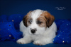 Zdjęcie №3. Szczeniak Jack Russell Terrier. Federacja Rosyjska