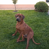 Zdjęcie №4. Sprzedam rhodesian ridgeback w Janopol. hodowca - cena - 2093zł