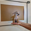 Zdjęcie №1. chihuahua (rasa psów) - na sprzedaż w Lisbon | 7534zł | Zapowiedź №65695