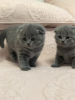 Zdjęcie №4. Sprzedam scottish fold w Bremen.  - cena - Bezpłatny