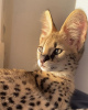 Zdjęcie №3. Wyszkol afrykańskiego kota Serval na sprzedaż i kota Savannah do adopcji. Austria
