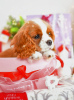 Dodatkowe zdjęcia: Cavalier King Charles Spaniel