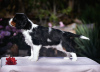 Dodatkowe zdjęcia: Cavalier King Charles Spaniel