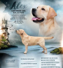 Zdjęcie №1. labrador retriever - na sprzedaż w Рупя | negocjowane | Zapowiedź №88054