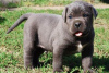 Zdjęcie №1. american bully - na sprzedaż w Los Angeles | negocjowane | Zapowiedź №105966