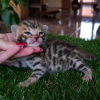 Zdjęcie №2 do zapowiedźy № 9726 na sprzedaż  kot bengalski - wkupić się Federacja Rosyjska od żłobka