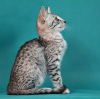 Zdjęcie №1. kot egipski mau - na sprzedaż w Syktywkar | negocjowane | Zapowiedź № 7483